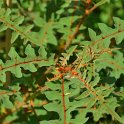 Solanum pyracanthum 'Lucifer'
